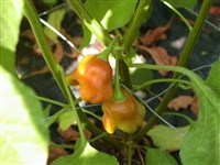 Paradicsomalaka Zold [Род перец – Capsicum L.]
