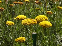 Parkers [Род тысячелистник (ахилея) – Achillea L.]