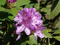 Parson’s Gloriosum [Род рододендрон – Rhododendron L.]