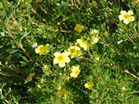 Parvifolia [Род лапчатка – Potentilla L.]