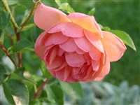 Pat Austin [Род роза (шиповник) – Rosa L.]