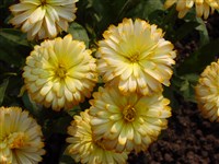 Patio [Род календула (ноготки) – Calendula L.]