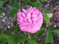 Paul Neyron [Род роза (шиповник) – Rosa L.]