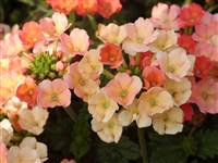 Peaches And Cream [Род вербена – Verbena L.]