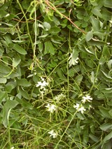 Pendula [Род софора – Sophora L.] (2)
