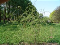 Pendula (1) [Род ива – Salix L.]