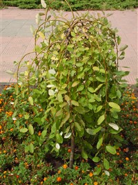 Pendula (2) [Род ива – Salix L.]