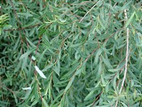 Pendula (3) [Род ива – Salix L.]