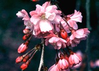 Pendula Plena Rosea (Sendai Ito Sakura, Pendula Flora Pleno) [Род вишня – Cerasus Mill.]