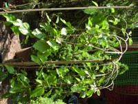 Pendula [Род шелковица (тут) – Morus L.]