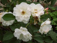 Penelopa [Род роза (шиповник) – Rosa L.]