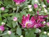 Pennine Flute [Род дендрантема – Dendranthema (DC.) Desmoul]