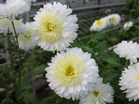 Pennine Oriel [Род дендрантема – Dendranthema (DC.) Desmoul]