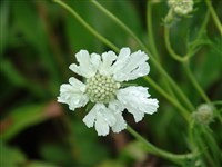 Perfecta Alba [Род скабиоза – Scabiosa L.]