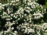 Petite Bouquet [Род лимониум (кермек) – Limonium Mill.] (2)