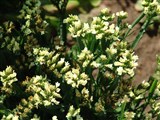 Petite Bouquet [Род лимониум (кермек) – Limonium Mill.] (3)