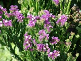 Petite Bouquet [Род лимониум (кермек) – Limonium Mill.] (4)