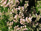 Petite Bouquet [Род лимониум (кермек) – Limonium Mill.] (5)