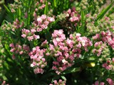 Petite Bouquet [Род лимониум (кермек) – Limonium Mill.] (6)