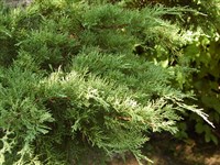 Phitzeriana [Род можжевельник – Juniperus L.]