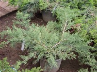 Phitzeriana Glauca [Род можжевельник – Juniperus L.]