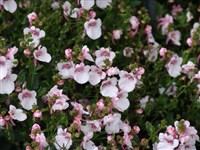 Picadilly [Род диасция – Diascia Link et Otto] (1)