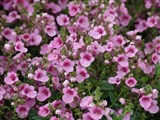 Picadilly [Род диасция – Diascia Link et Otto] (2)