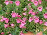 Picadilly [Род диасция – Diascia Link et Otto] (3)