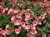 Picadilly [Род диасция – Diascia Link et Otto] (4)