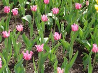 Picture [Род тюльпан – Tulipa L.]