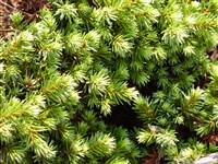 Pimoko [Род ель – Picea A.Dietr.]