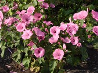 Pink Beauty [Род лаватера (хатьма) – Lavatera L.] (1)