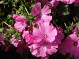 Pink Beauty [Род лаватера (хатьма) – Lavatera L.] (2)