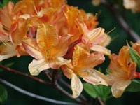 Pink Delight [Род рододендрон – Rhododendron L.]