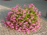 Pink Gay Baby [Род пеларгония (пеларгониум) – Pelargonium L’Herit.]