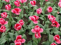 Pink Impression [Род тюльпан – Tulipa L.]