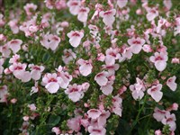 Pink Panther [Род диасция – Diascia Link et Otto]