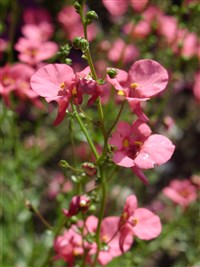 Pink Queen [Род диасция – Diascia Link et Otto]