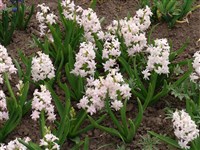 Pink Royal [Род гиацинт – Hyacinthus L.]