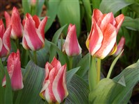 Pinocchio [Род тюльпан – Tulipa L.]