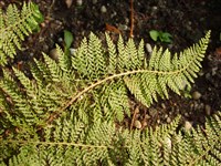 Plumosum Bevis [Род многорядник (полистихум) – Polystichum Roth]