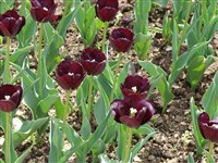 Pol Sherer [Род тюльпан – Tulipa L.]