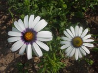 Polar Stern [Род диморфотека (золотоцвет, златоцвет) – Dimorphoteca Moench]