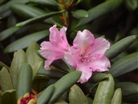 Polaris [Род рододендрон – Rhododendron L.]