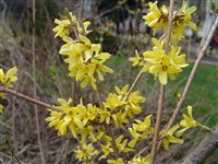 Primulina [Род форсайтия (форзиция) – Forsythia Vahl.]