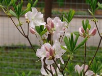 Prince Charming [Род рододендрон – Rhododendron L.]