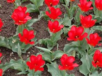 Princepse [Род тюльпан – Tulipa L.]