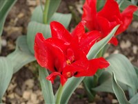 Princess Charmante [Род тюльпан – Tulipa L.]