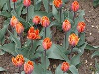 Princess Iren [Род тюльпан – Tulipa L.]