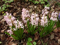 Princess Margaret [Род гиацинт – Hyacinthus L.]